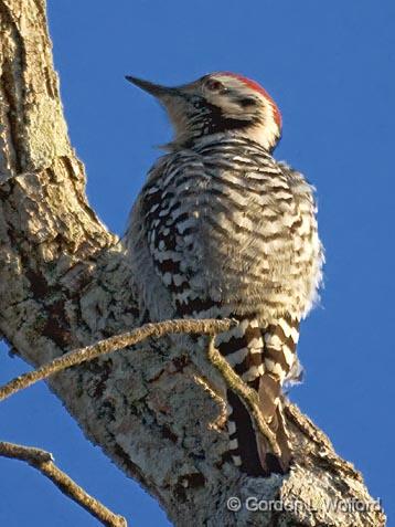 Ladder-backed Woodpecker_39325.jpg - Photographed along the Gulf coast in Goose Island State Park near Rockport, Texas, USA.